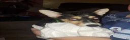 Mixed Breed dogs for sale: Sugar - Ad 11