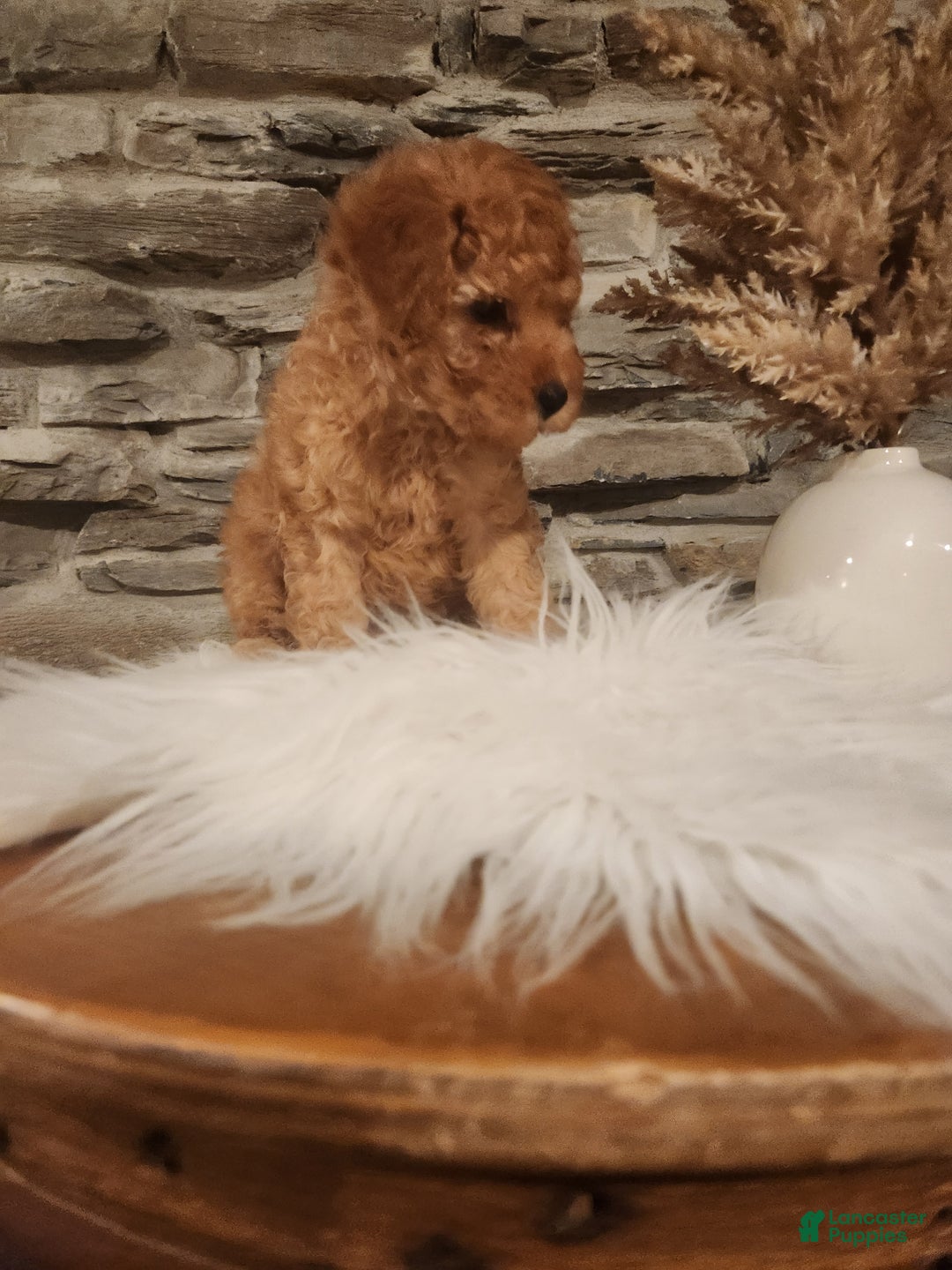 Mini Goldendoodle dogs for sale: JETT - MINI GOLDENDOODLE LOVELY PUPPY (RICHLAND, PA) - F1BB - Ad 6