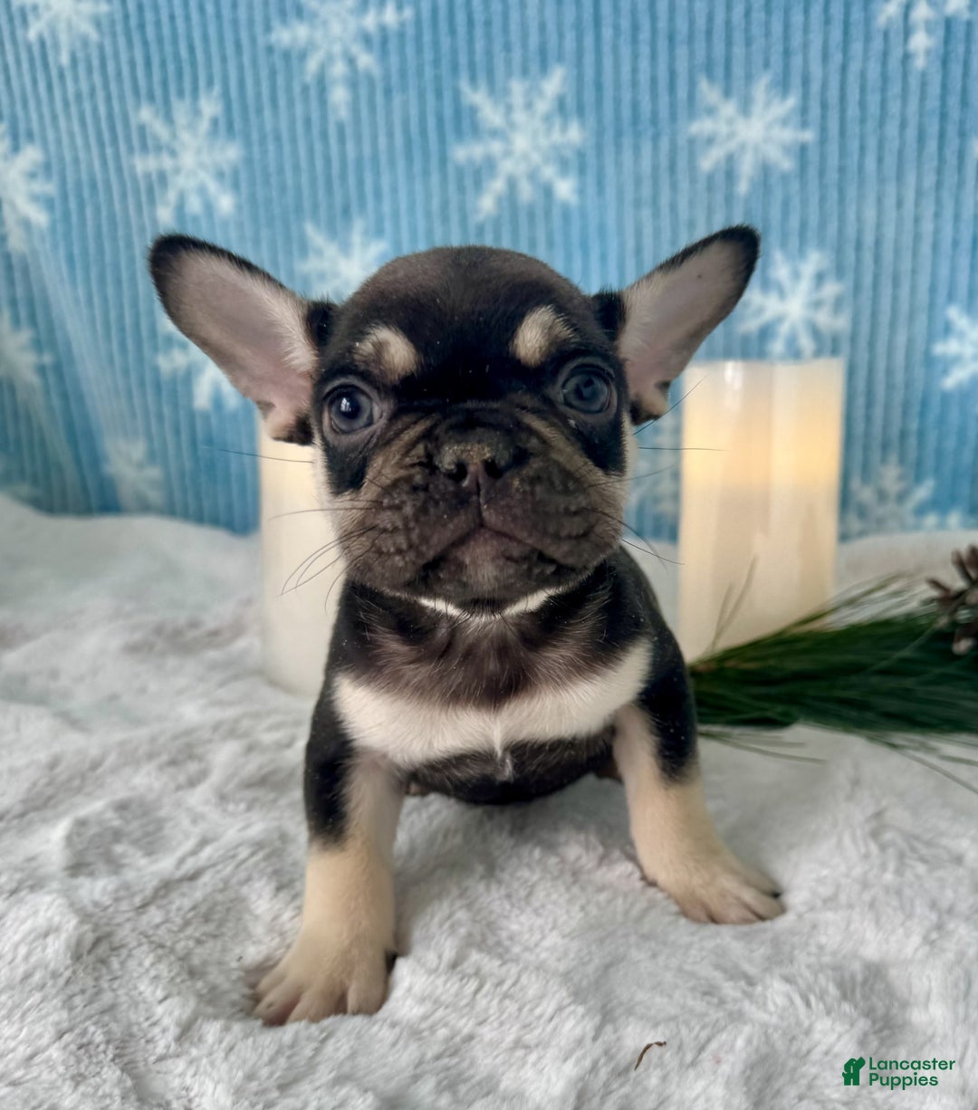 French Bulldog dogs for sale: Cole - Ad 2