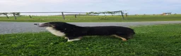 Miniature Australian Shepherd dogs for sale: Sky - Ad 6