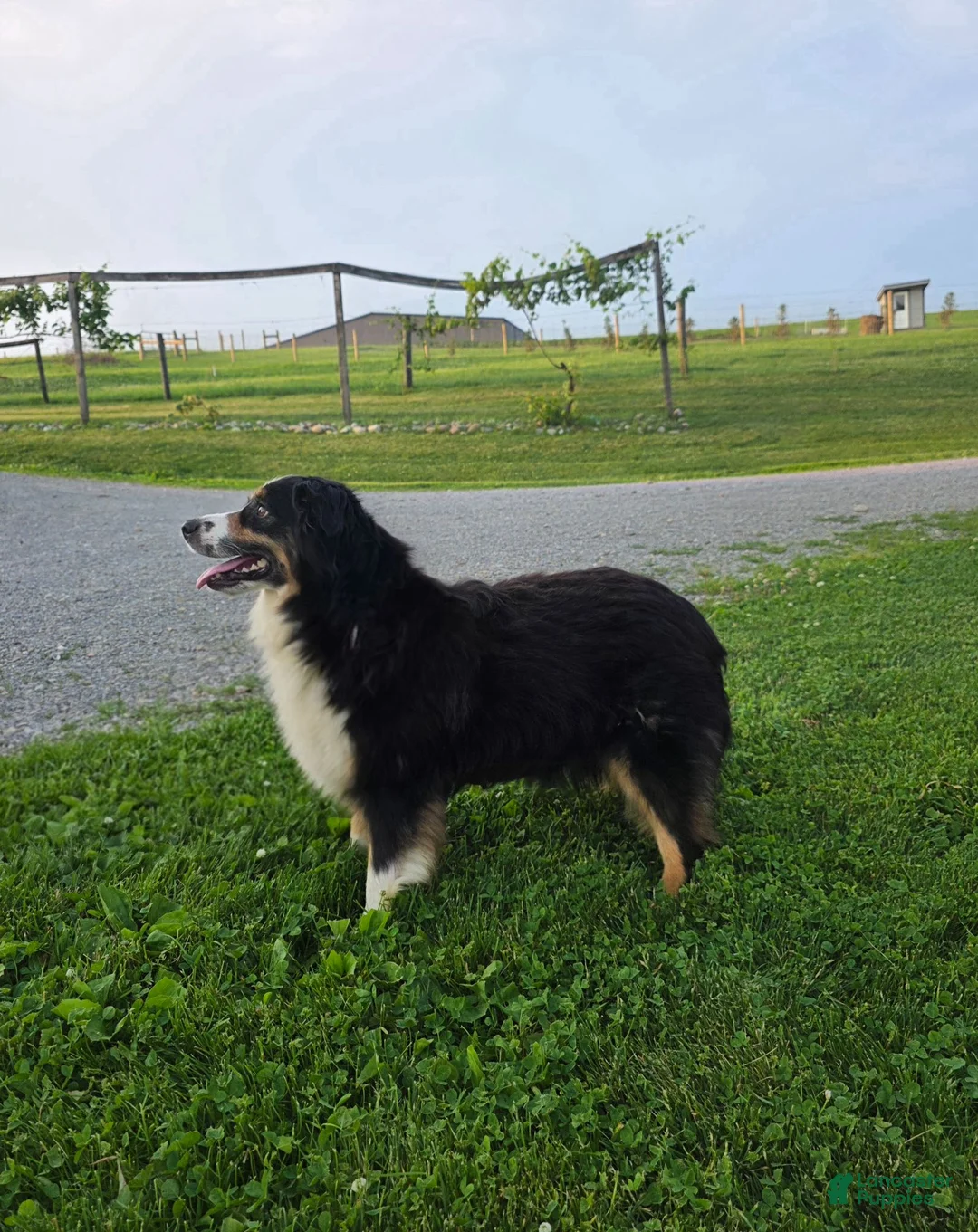 Miniature Australian Shepherd dogs for sale: Sky - Ad 6