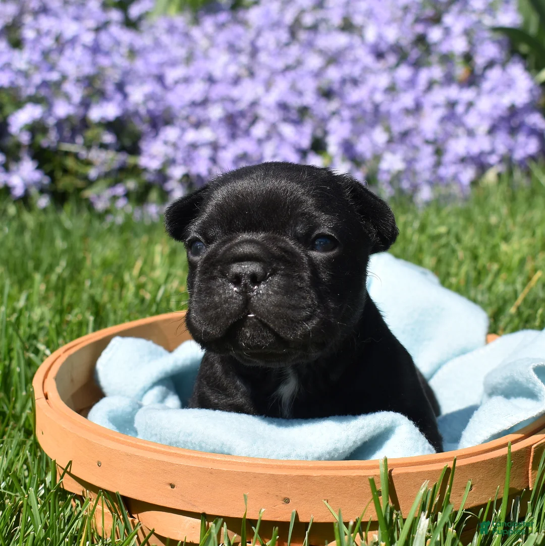 French Bulldog dogs for sale: French Bulldog Puppy 1 - Ad 1