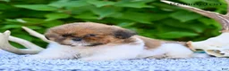 Shih Tzu dogs for sale: Remi - Ad 7
