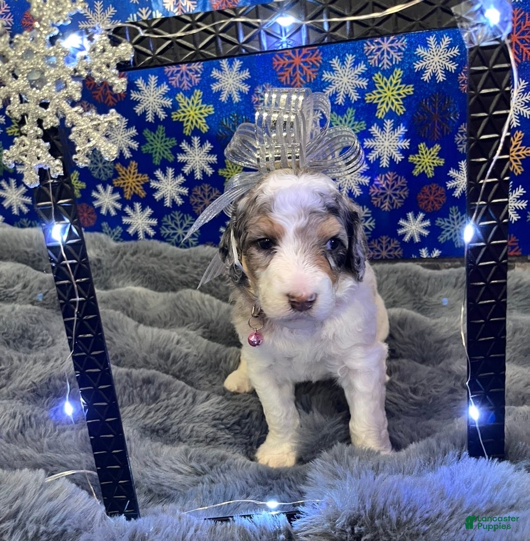 Bernedoodle dogs for sale: Rose - Ad 3