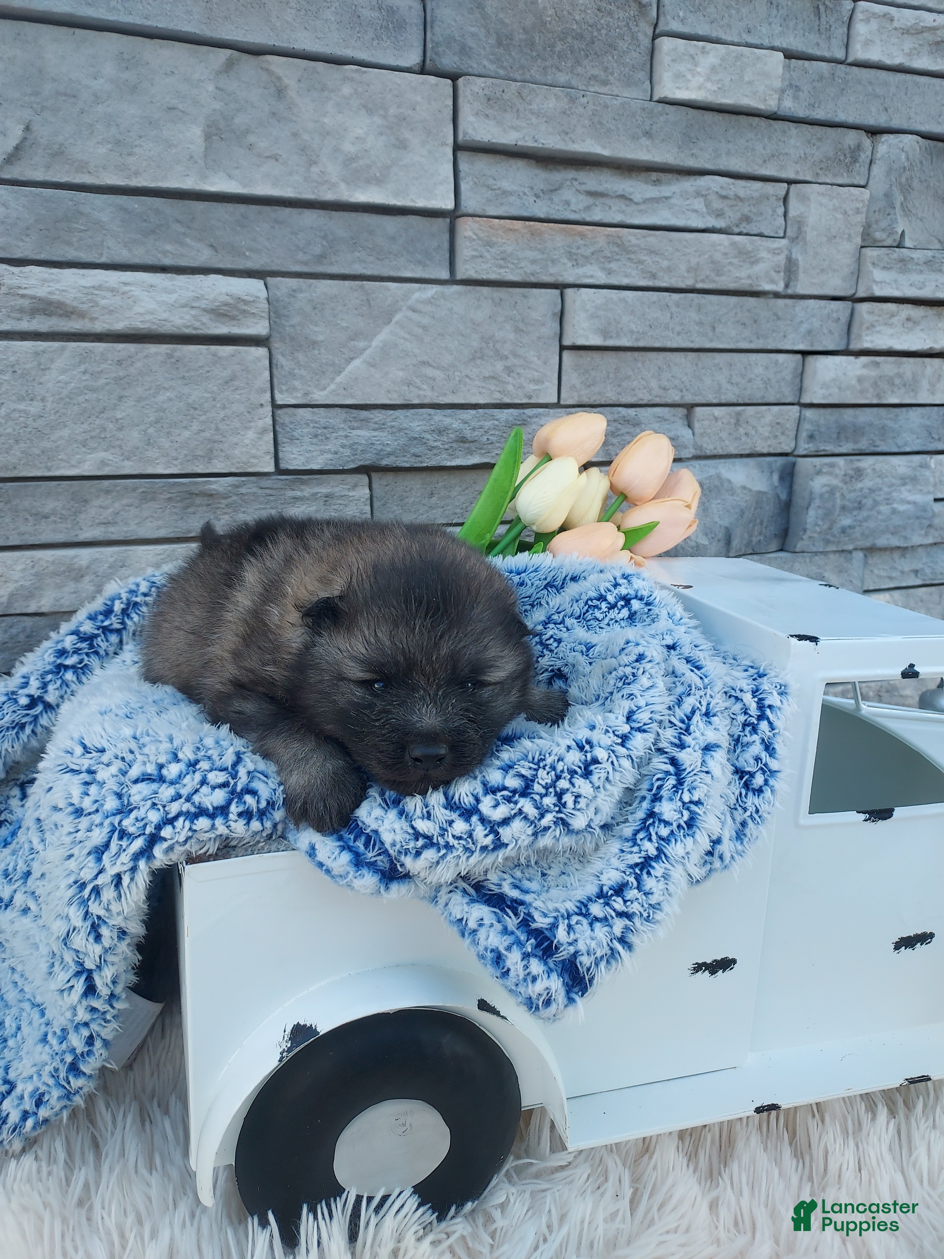 Keeshond dogs Allen - Ad 1