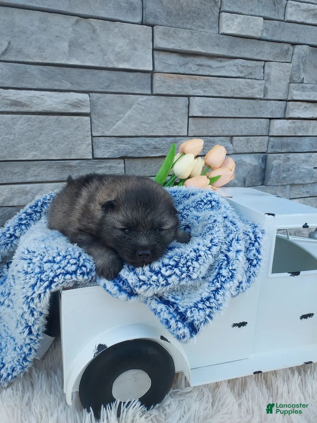 Keeshond dogs for sale: Allen - Ad 1