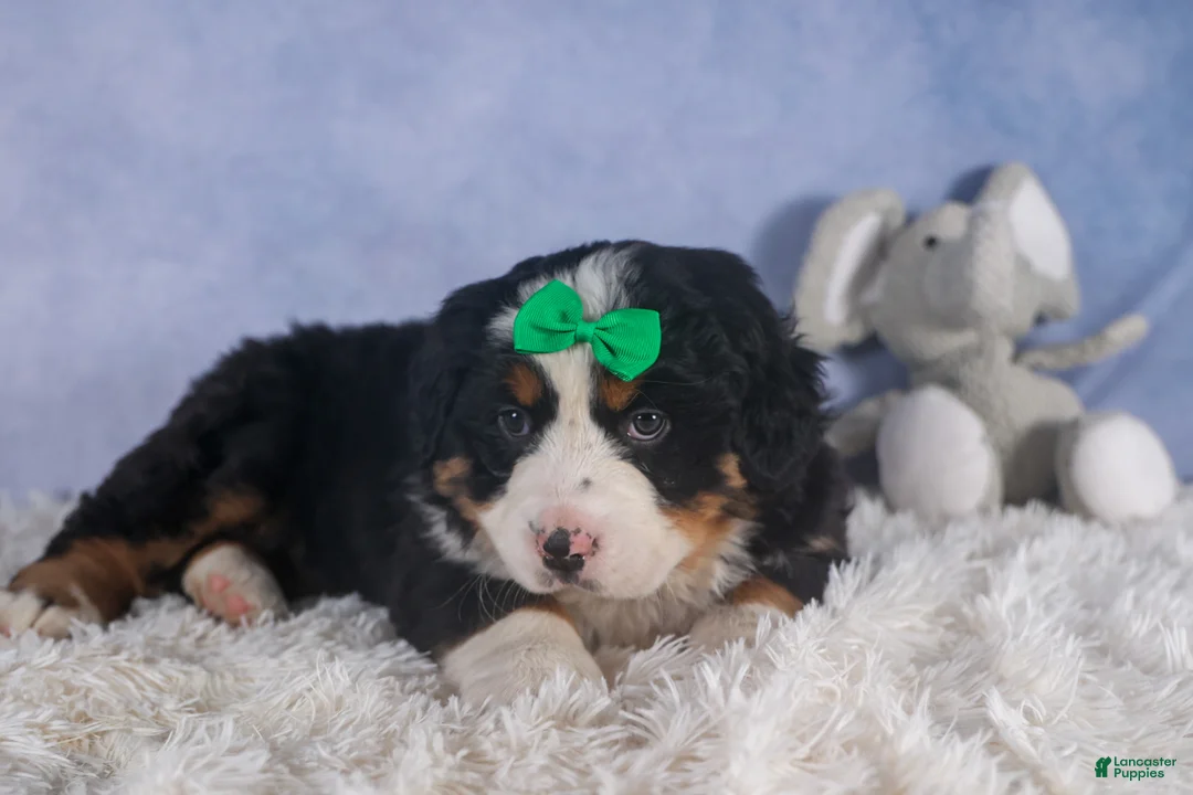 Bernese Mountain Dog dogs for sale: HERSHEY - Ad 11