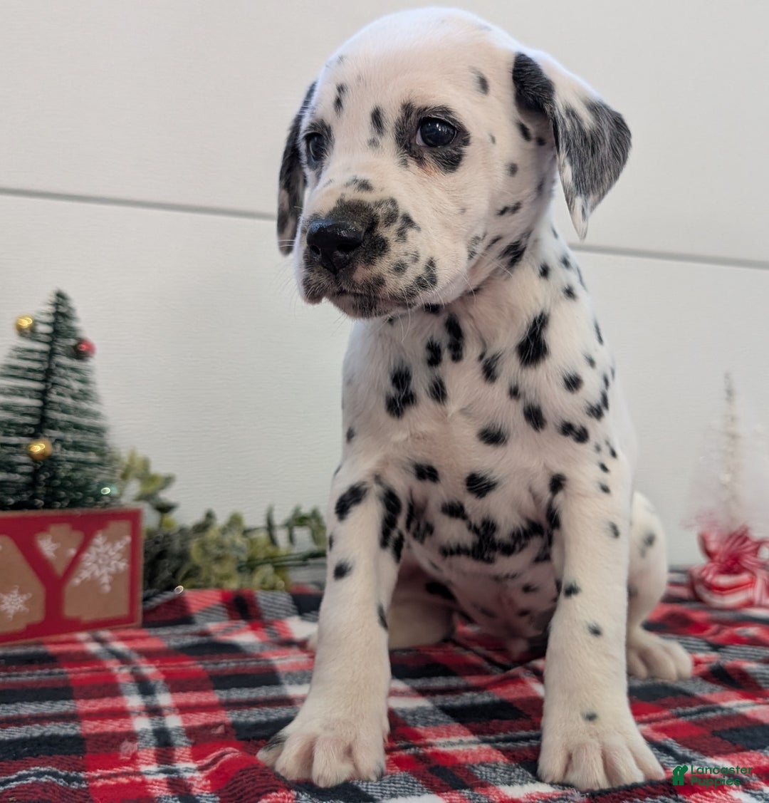 Dalmatian dogs for sale: Sweetie  - Ad 5