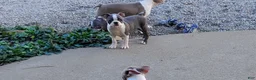 Boston Terrier dogs for sale: Ritzy - Ad 7