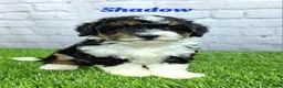 Mini Bernedoodle dogs for sale: Shadow  - Ad 4
