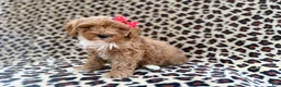 Cavapoo dogs for sale: Mercedes  - Ad 3