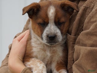 Mixed Breed dogs - Ad 32