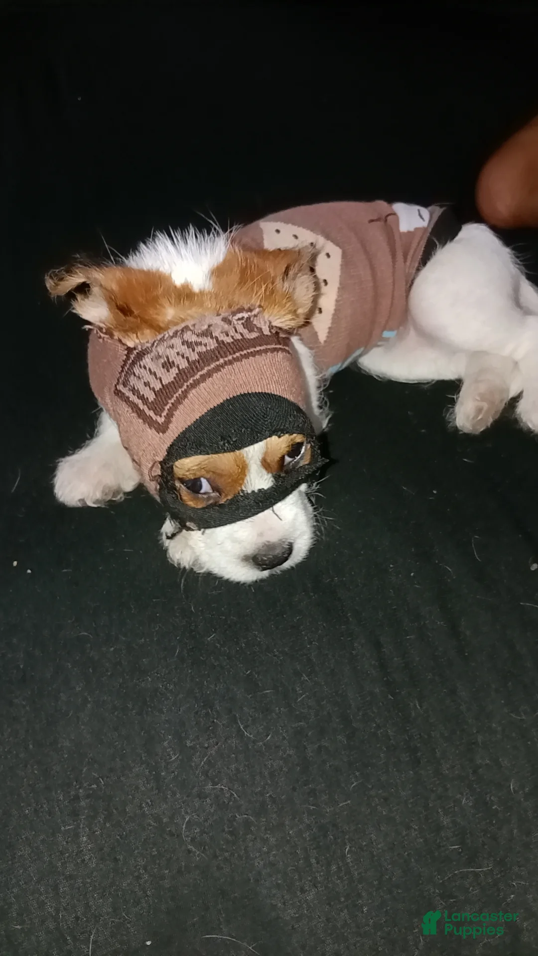 Gallery Image {{count}}