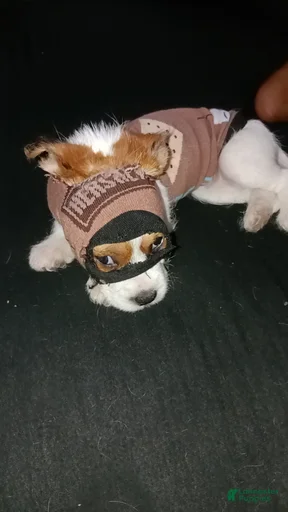 Gallery Image {{count}}