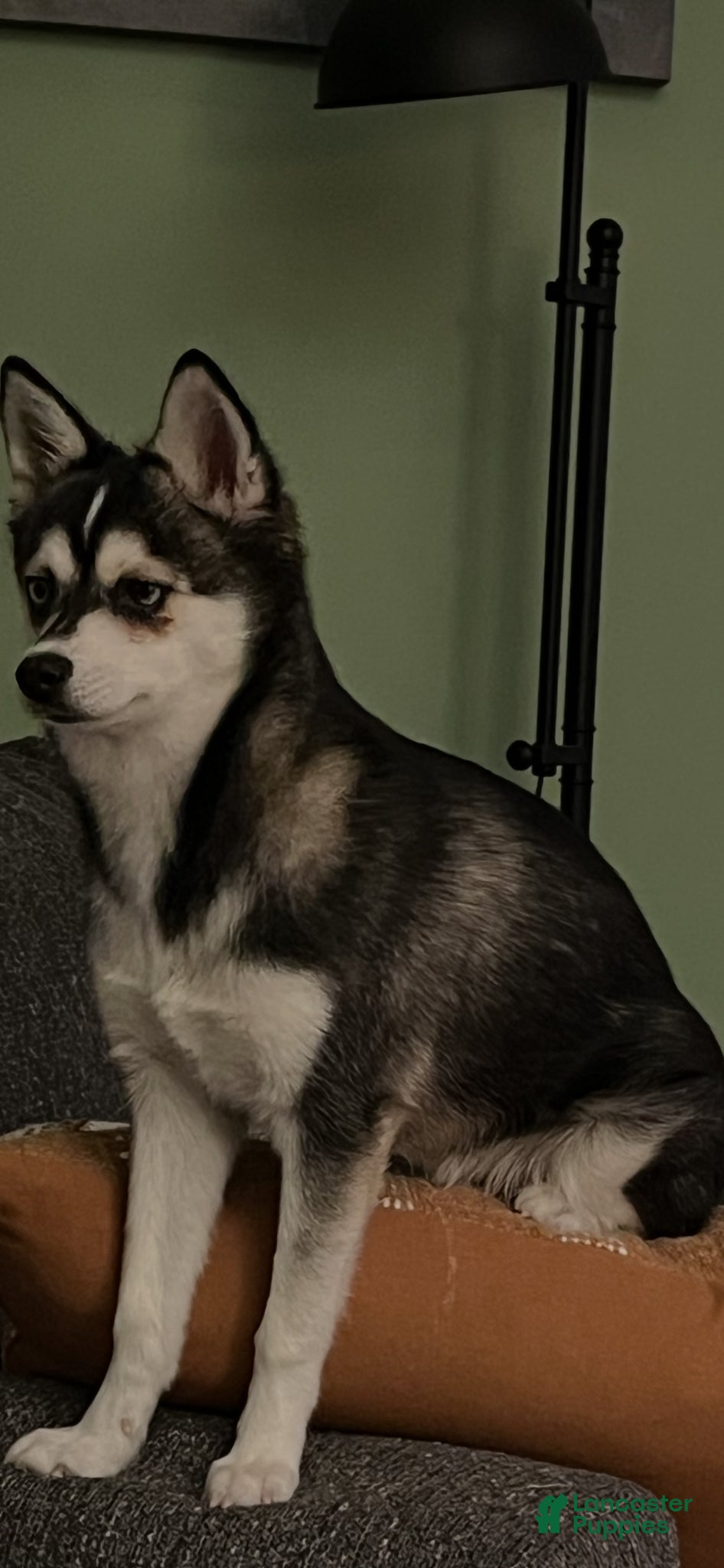 Alaskan Klee Kai dogs Alaskan Klee Kai Puppy 1 - Ad 8