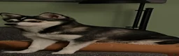 Alaskan Klee Kai dogs for sale: Alaskan Klee Kai Puppy 1 - Ad 1