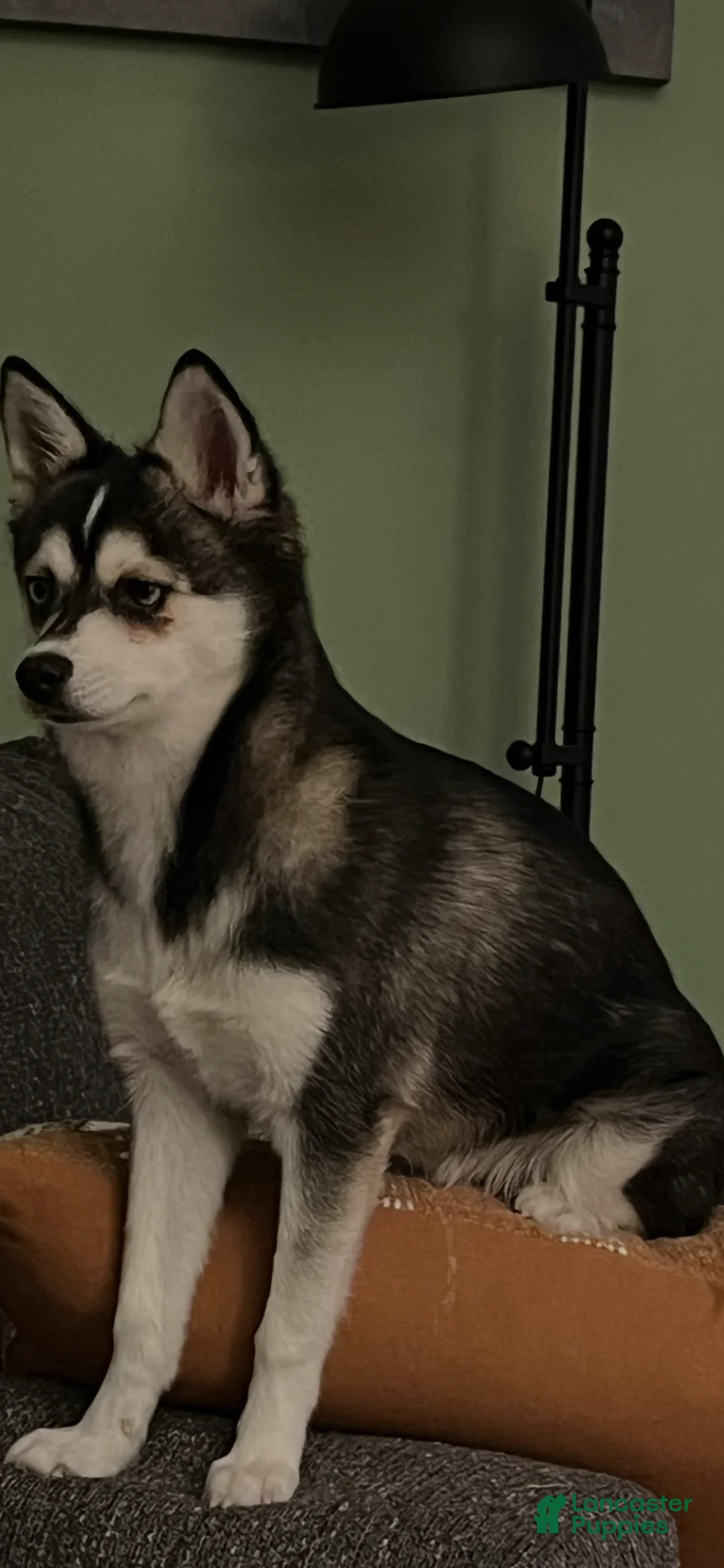 Alaskan Klee Kai dogs for sale: Alaskan Klee Kai Puppy 1 - Ad 1