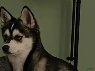 Alaskan Klee Kai dogs Alaskan Klee Kai Puppy 1 - Ad 2