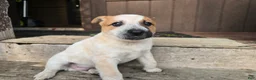 Australian Cattle Dog dogs for sale: Jay - Ad 3