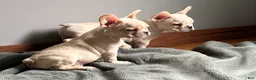 French Bulldog dogs for sale: French Bulldog Truffle  - Ad 4