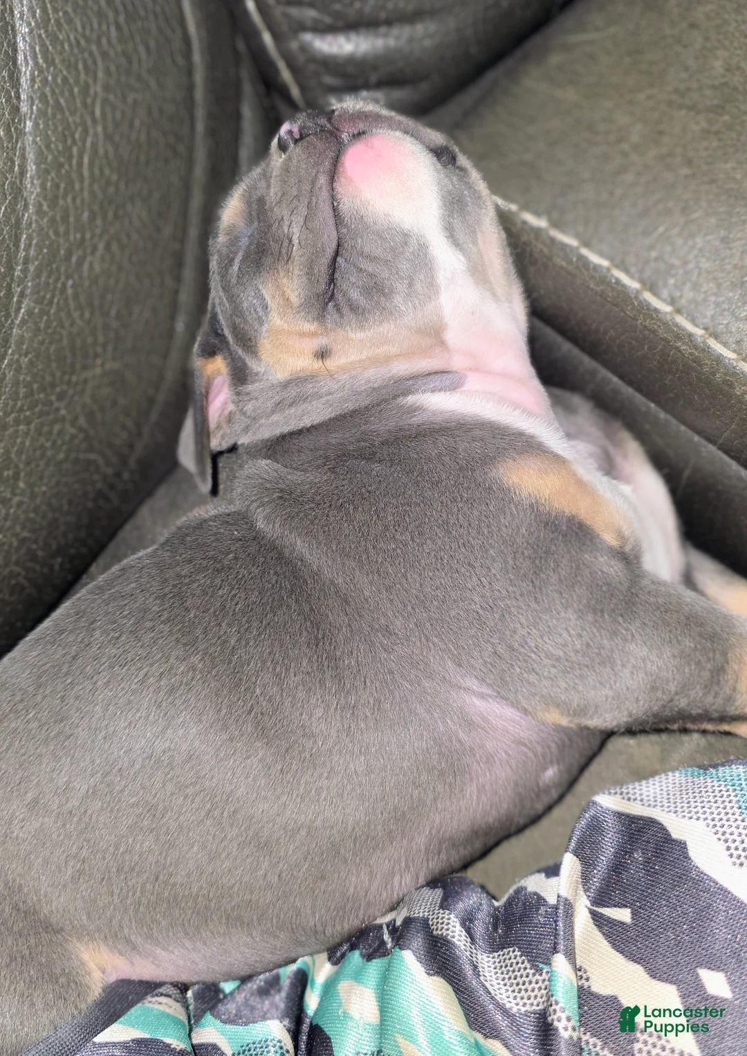 American Bully dogs for sale: Black tri Merle - Ad 2