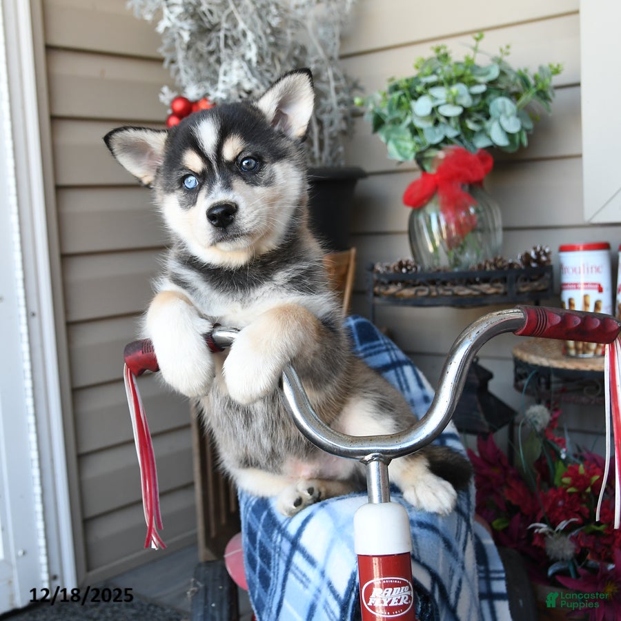 Alaskan Klee Kai dogs Everest - Ad 3