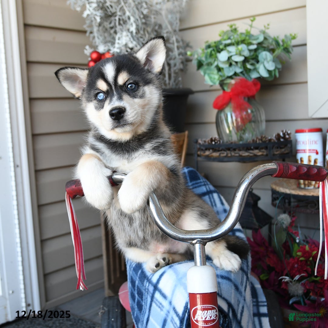 Alaskan Klee Kai dogs for sale: Everest - Ad 1