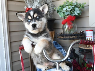 Alaskan Klee Kai dogs Everest - Ad 8