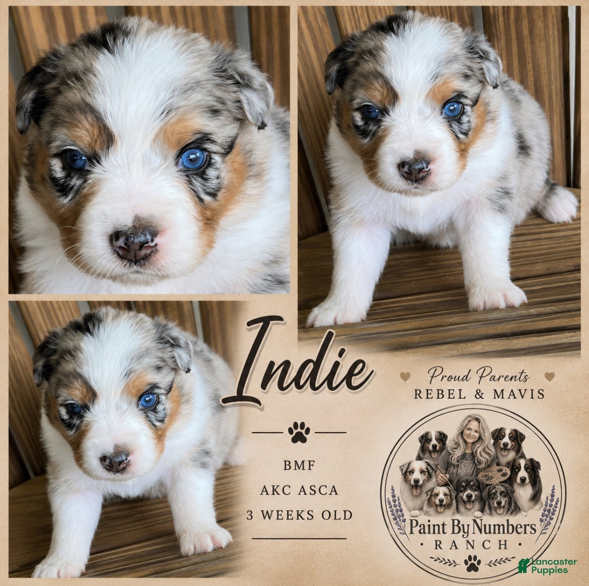 Australian Shepherd dogs Indie on hold  - Ad 16