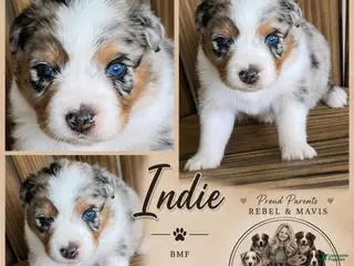 Australian Shepherd dogs Indie on hold - Ad 16
