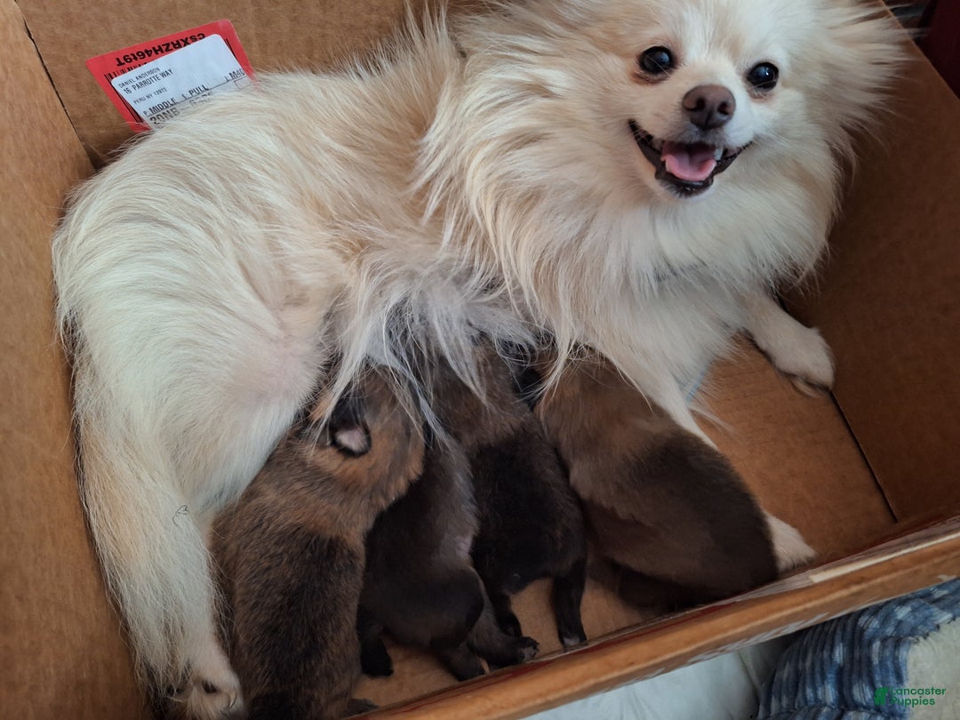 Pomeranian dogs for sale: Pomeranian Puppy 3 - Ad 4