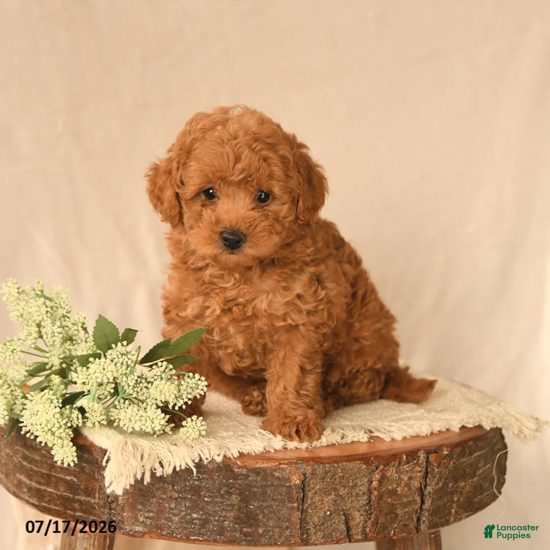 Toy Poodle dogs for sale: Buddy - Ad 3
