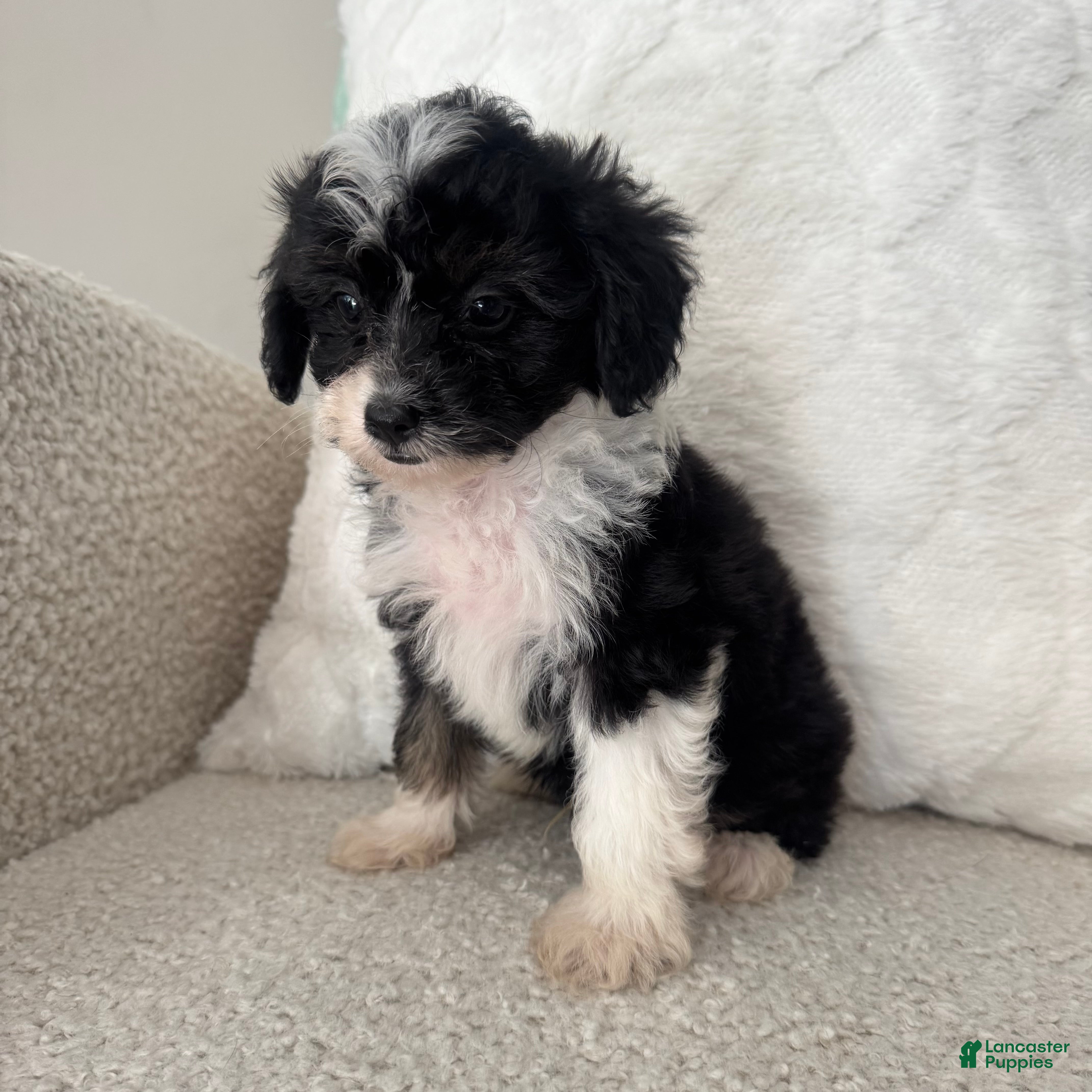 Mini Aussiedoodle dogs Garth - Ad 36