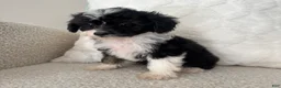 Mini Aussiedoodle dogs for sale: Garth - Ad 1