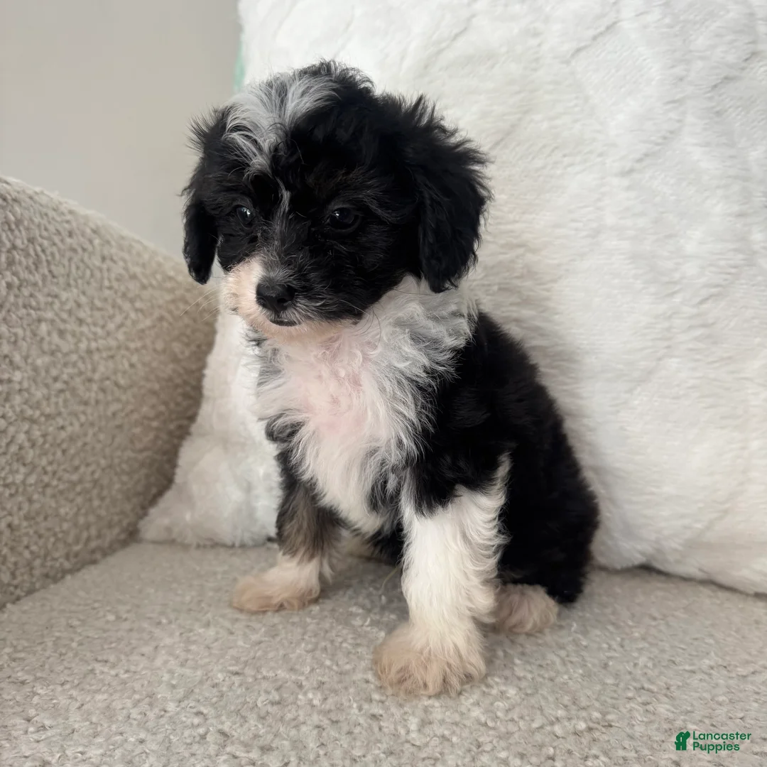 Mini Aussiedoodle dogs for sale: Garth - Ad 1