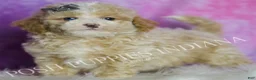 Standard Poodle dogs for sale: Orion - Ad 4