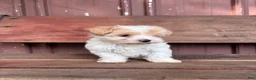 Mixed Breed dogs for sale: Mixed Breed Puppy 1 - Ad 10