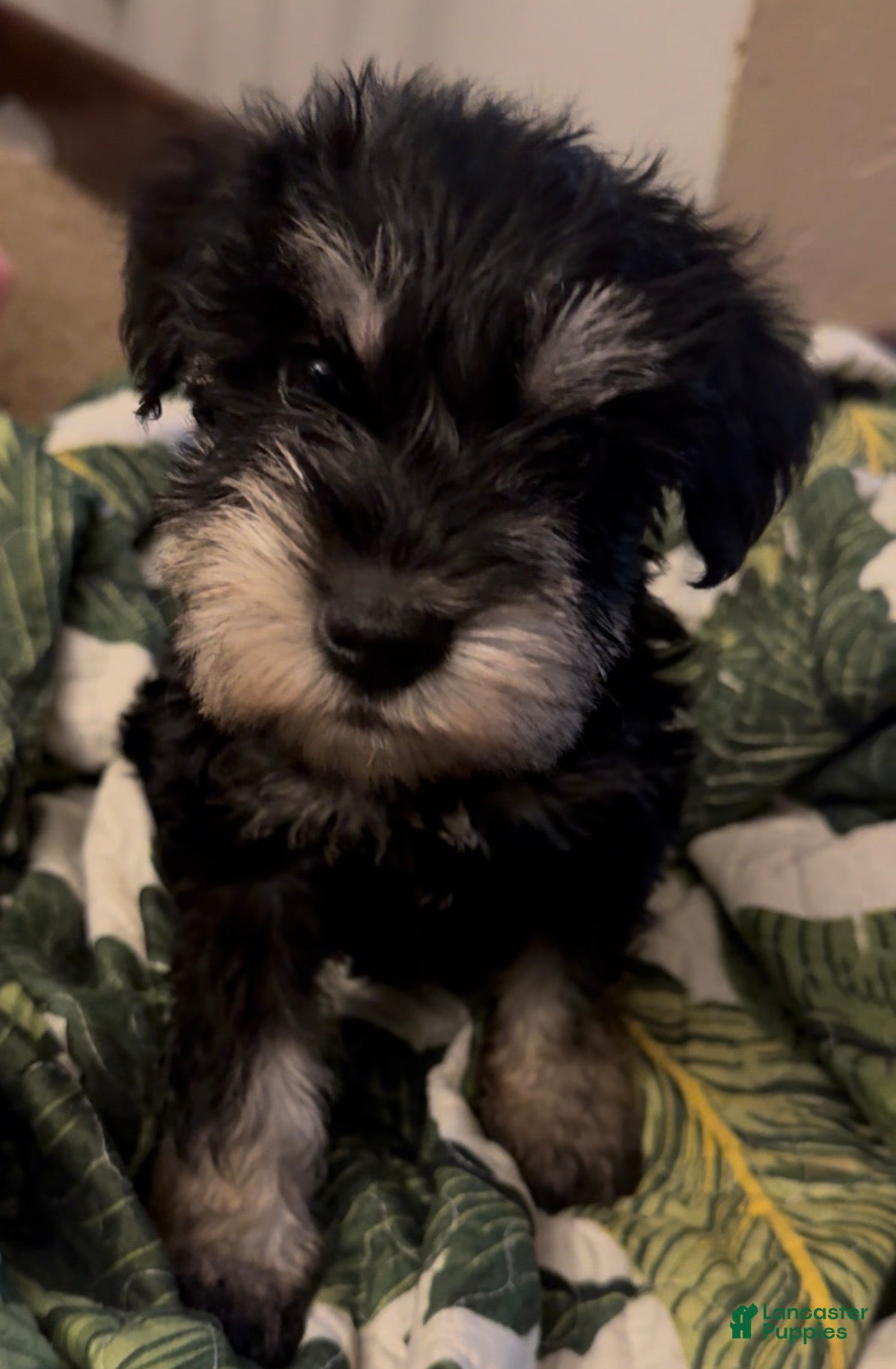 Miniature Schnauzer dogs Boy Green - Ad 23