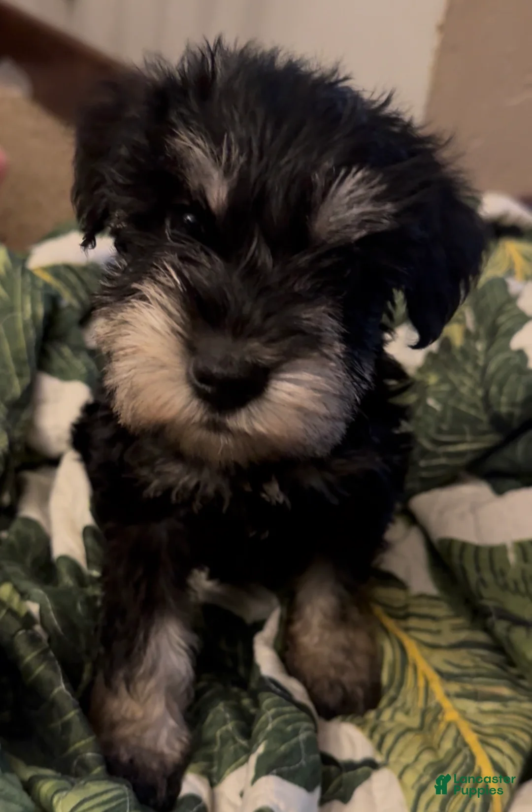 Miniature Schnauzer dogs for sale: Boy Green - Ad 1
