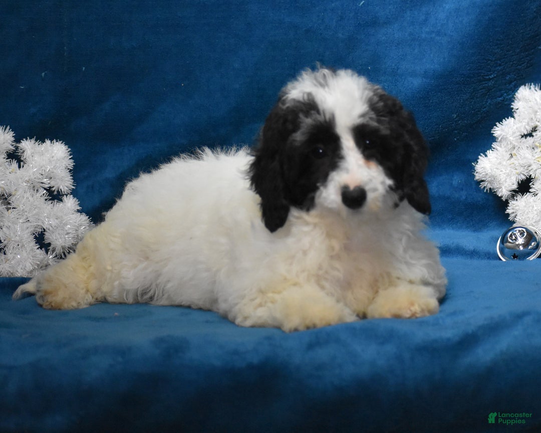 Miniature Poodle dogs for sale: Zanna - Ad 3