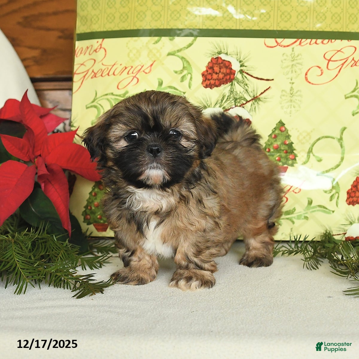 Shih Tzu dogs Barney - Ad 11