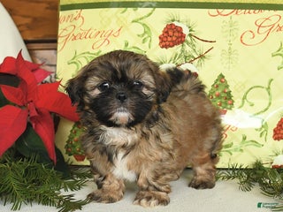 Shih Tzu dogs Barney - Ad 11