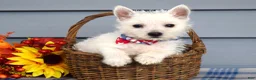 West Highland Terrier dogs for sale: Max - Ad 4