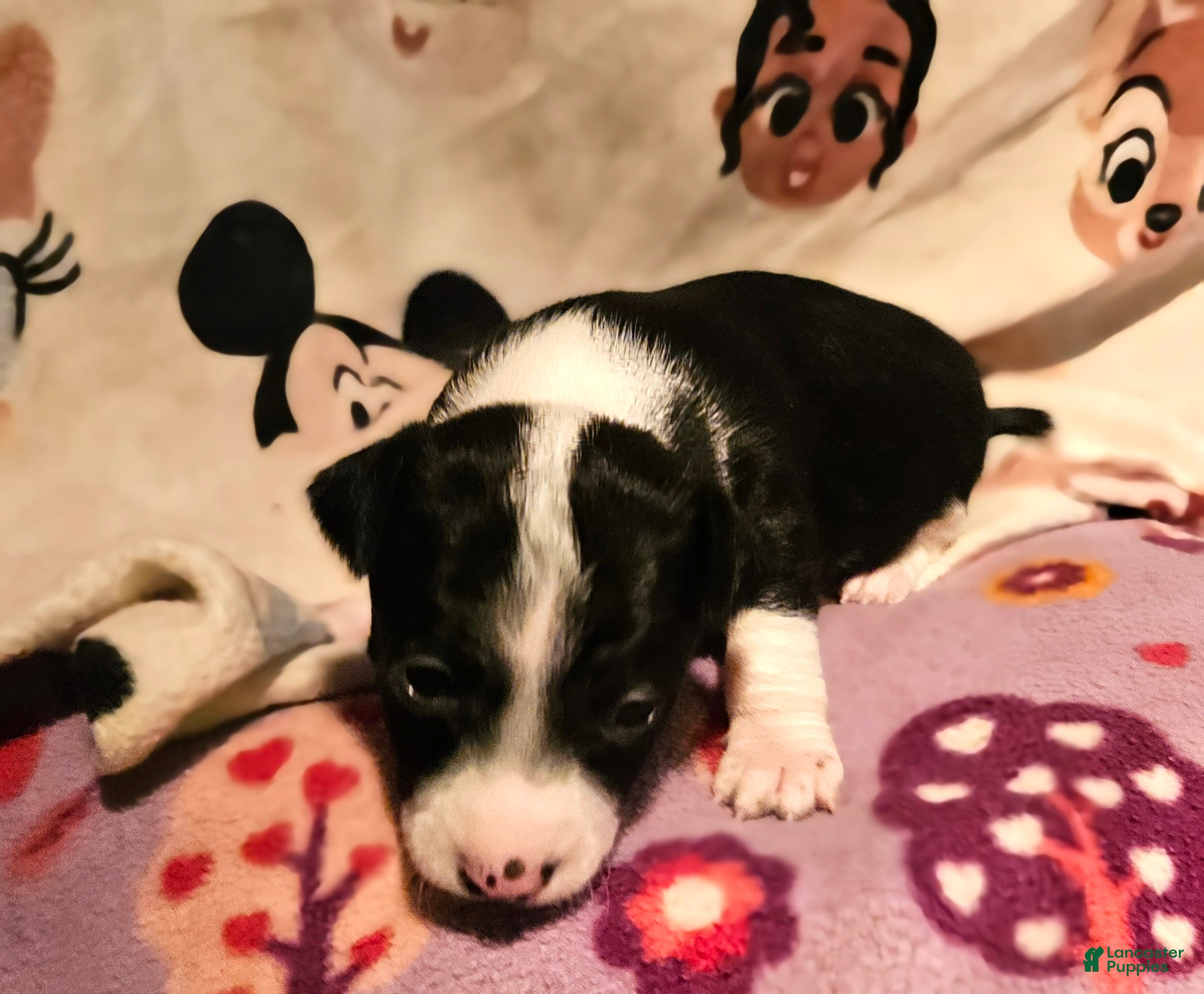 Chihuahua dogs Di (T-Cup) - Ad 37