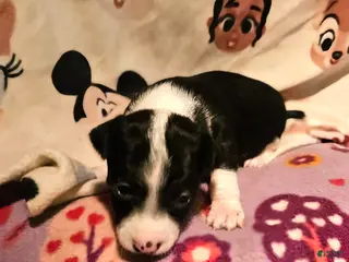 Chihuahua dogs Di (T-Cup) - Ad 21