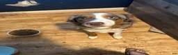 Australian Shepherd dogs for sale: Red Merle  - Ad 6