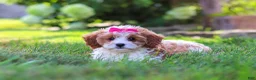 Cavapoo dogs for sale: Lilly - Ad 5