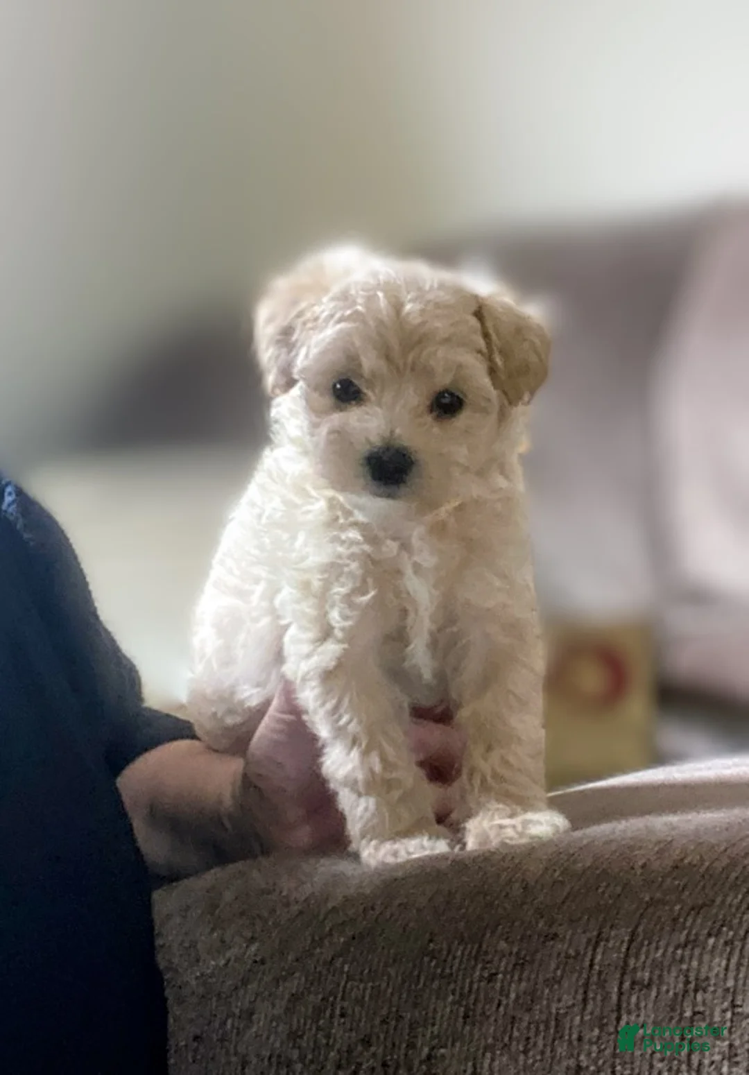 Maltipoo dogs for sale: ♥️LITTLE LOTTIE ♥️ - Ad 2