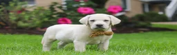 Labrador Retriever dogs for sale: Bernie - Ad 3