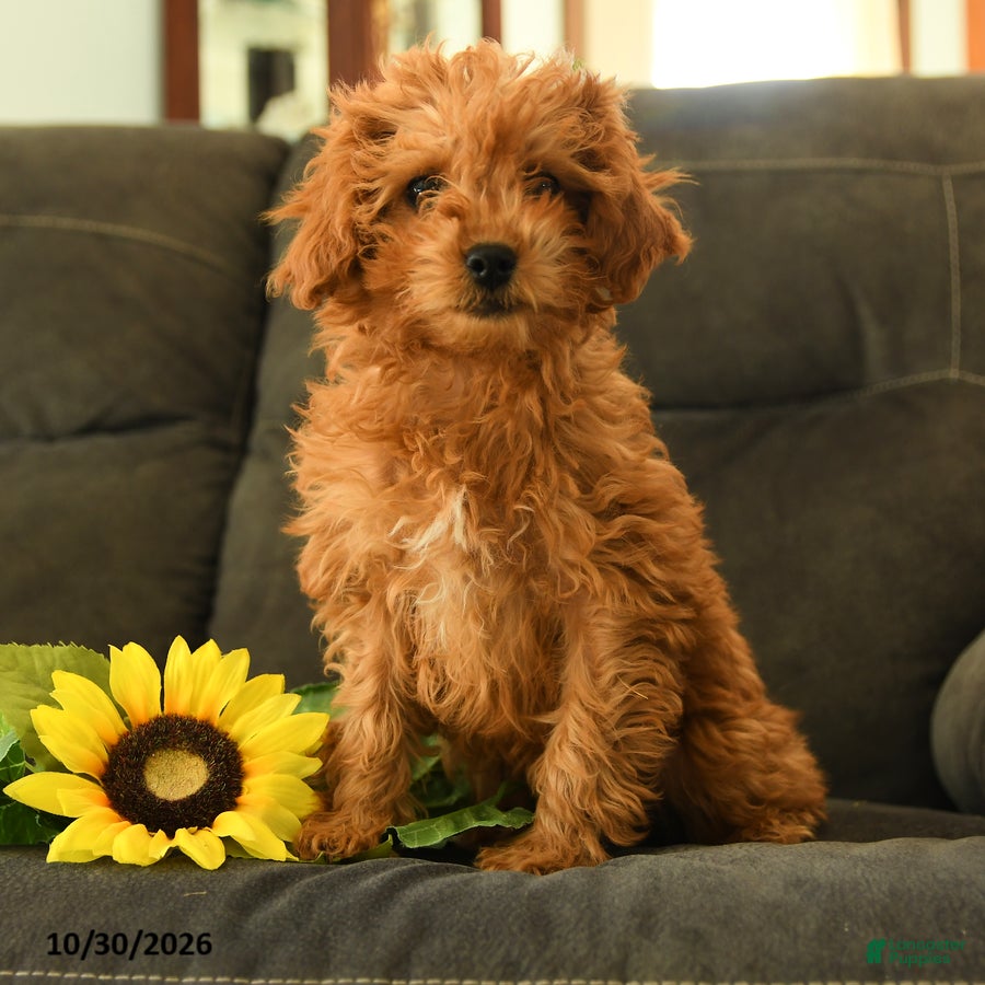 Miniature Labradoodle dogs for sale: Pansy - Ad 1